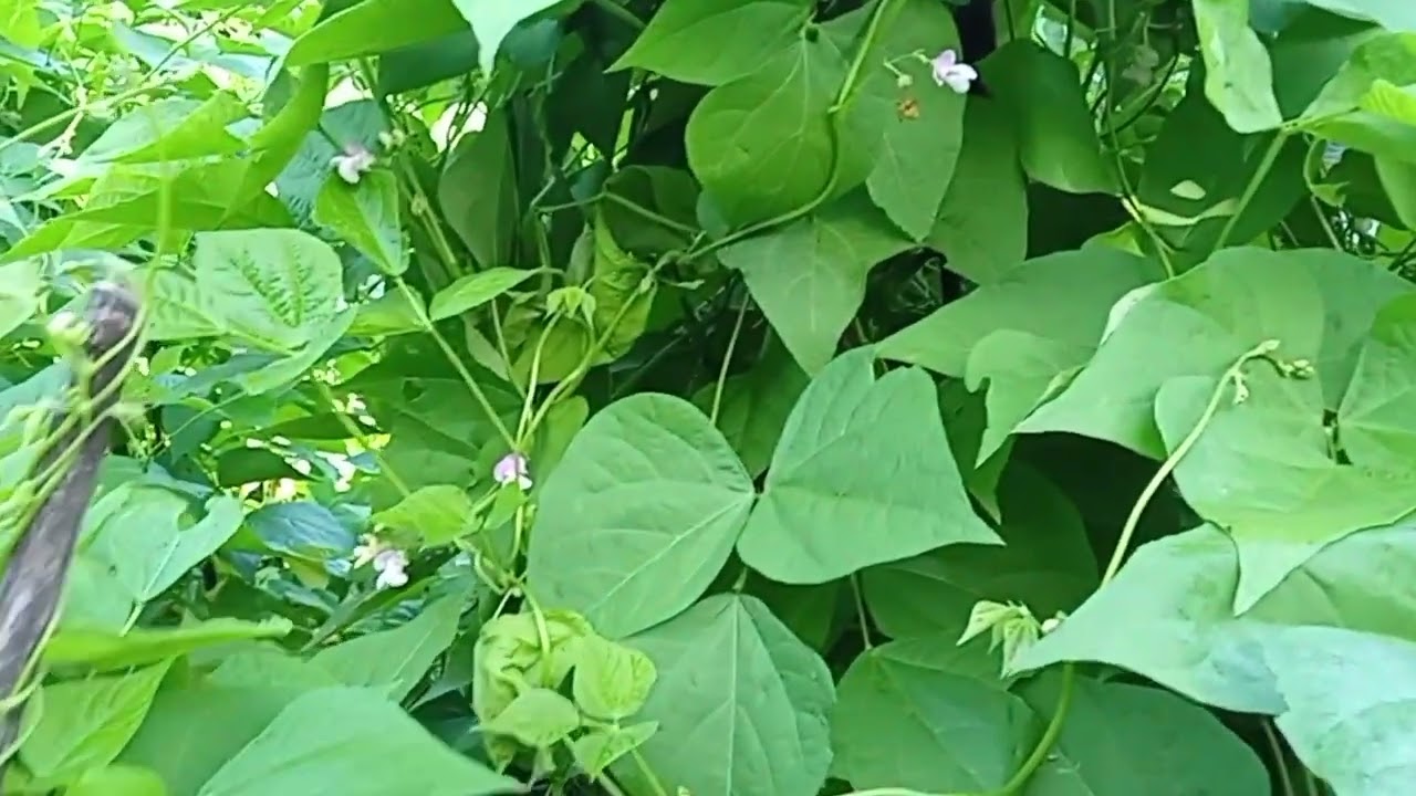 organic beans growing #food #organicvillagelife #organicfood