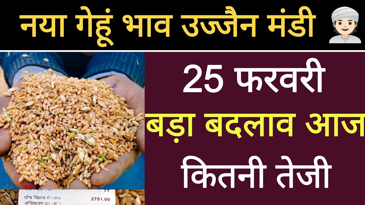 नया गेहुं भाव 25 फरवरी 2026 : gehu bhav ujjain Mandi : gehu live bhav ujjain Mandi