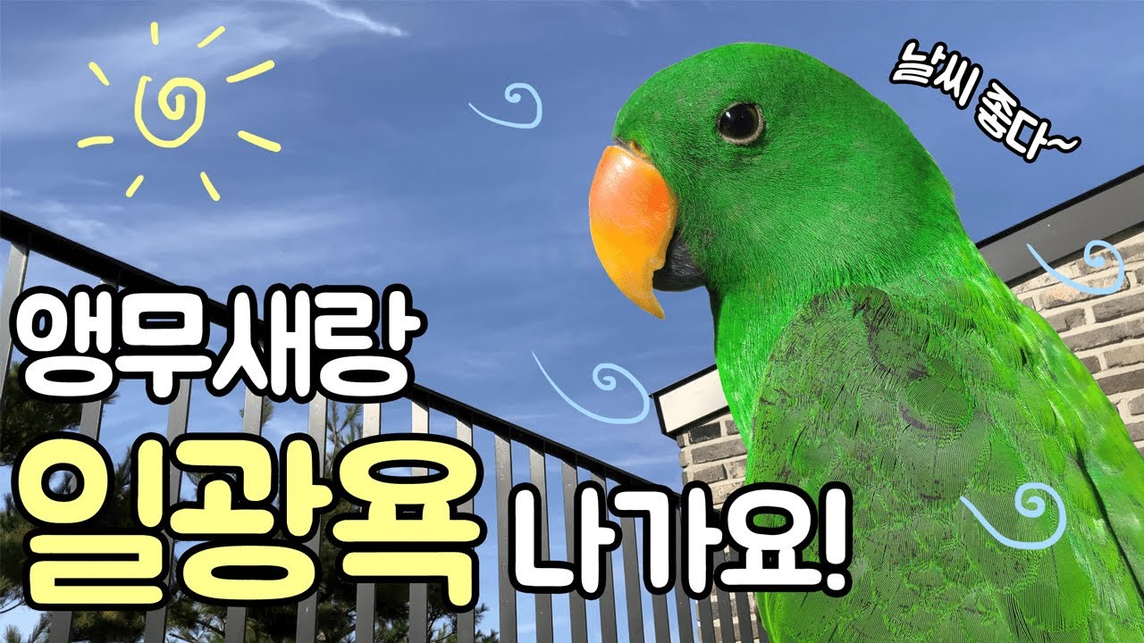 [지구/일상]  날씨 좋은 날은? 앵무새랑 일광욕 하는 날!