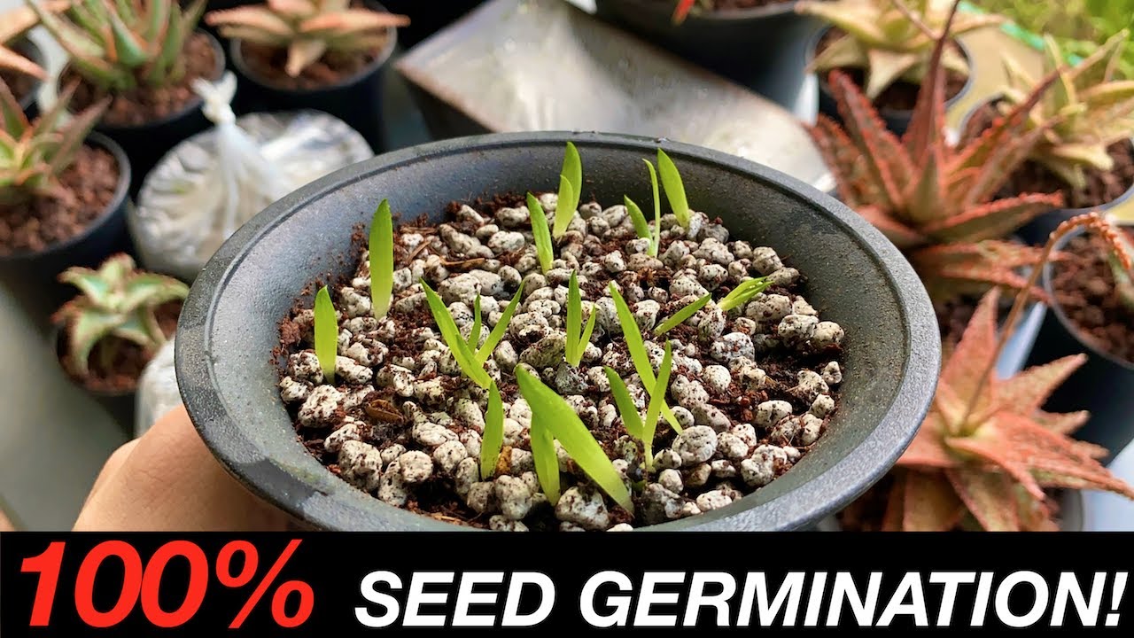 SOWING ALOE SEEDS | Closed Method - The Next Big Thing No Expert Would Tell You