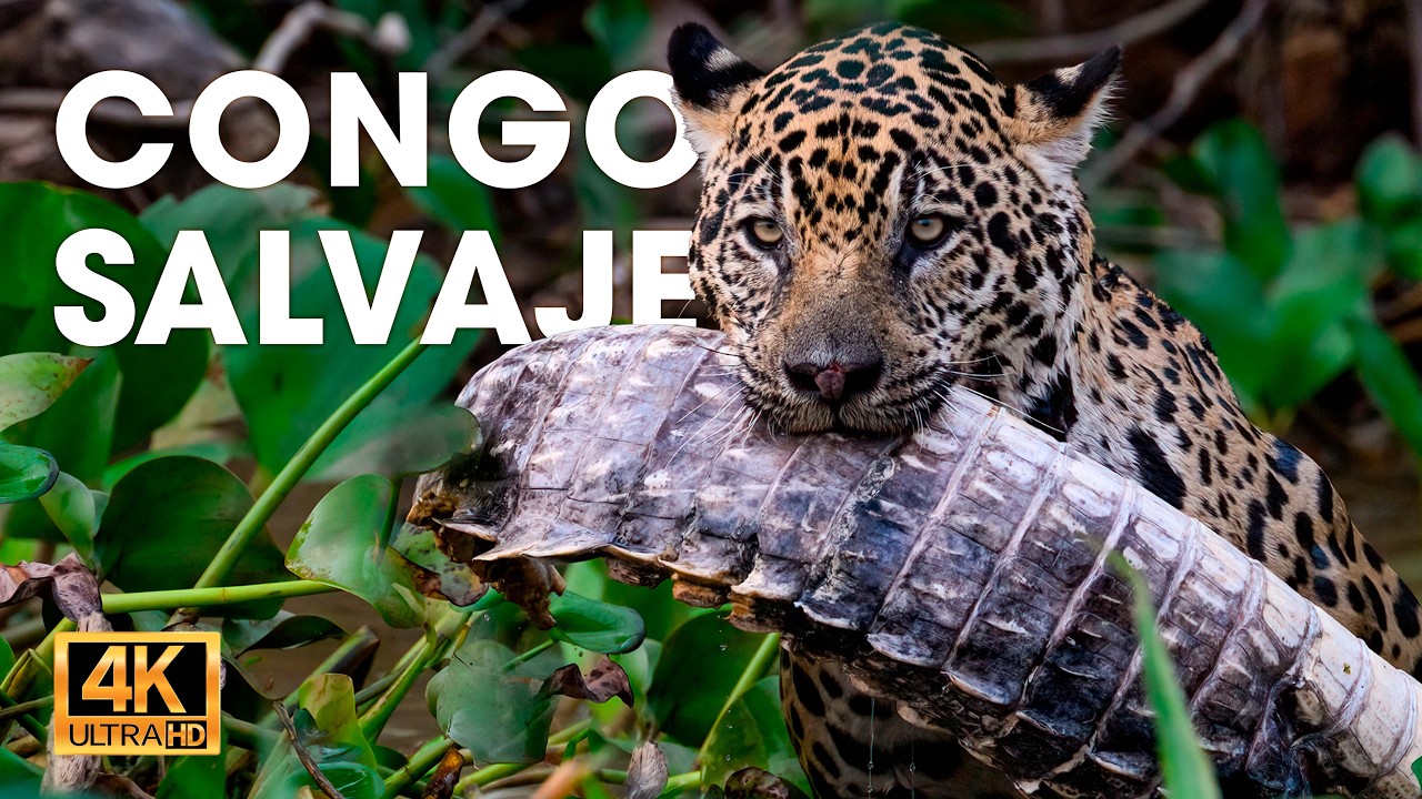 CONGO SALVAJE - El Refugio del Rey Kong y los Depredadores Mortales #animalessalvajes