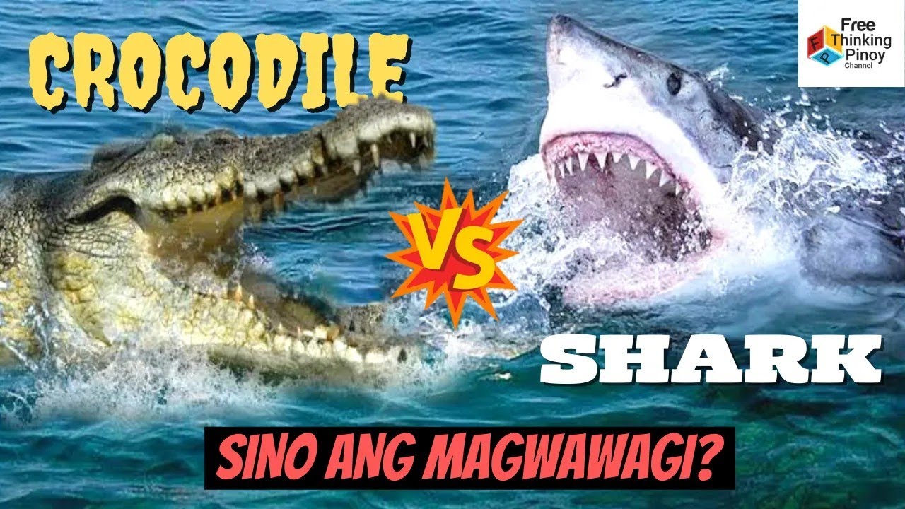 SHARK VS CROCODILE | SINO ANG MANANALO SA LABANAN NG BUWAYA AT PATING