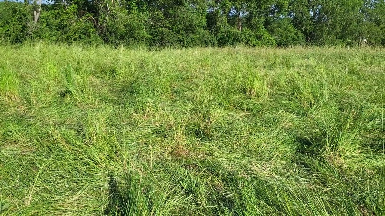 June 14, 2025 How much tall grass grazing is enough?
