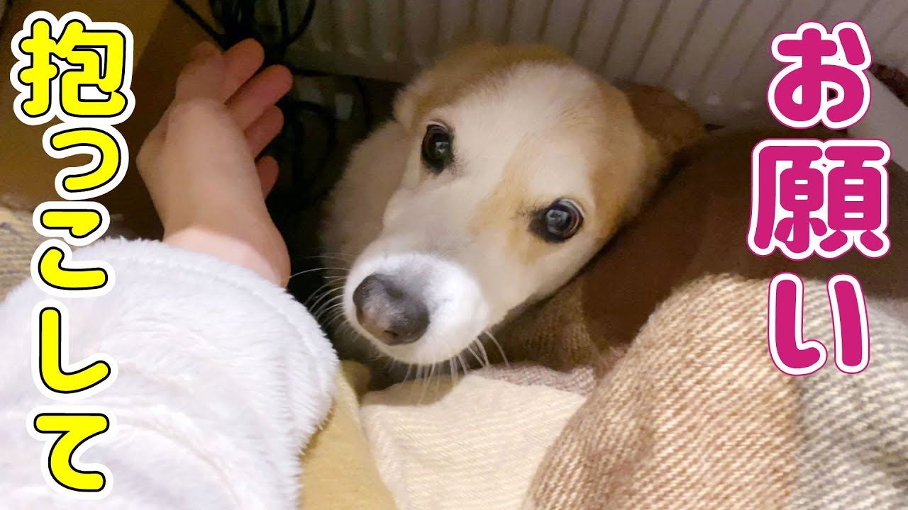 いつもママのしゃっくりに震えちゃうコーギー【パパの場合は？】
