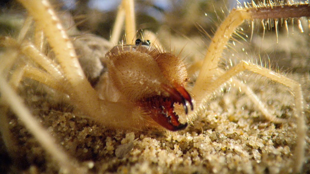 Il misterioso ragno cammello