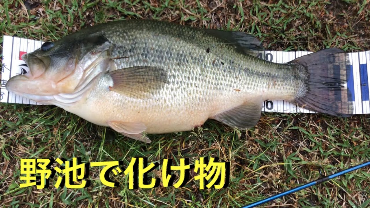 【衝撃的】小規模な野池でとんでもない化け物デカバスが釣れました　10lb