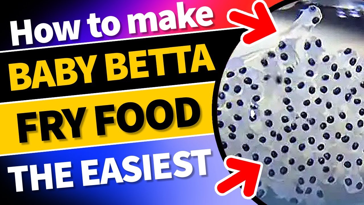 How to make Baby Betta Fry Food |The Easiest #bettafryfood #babybettas #bettabreedingtips#bettafish