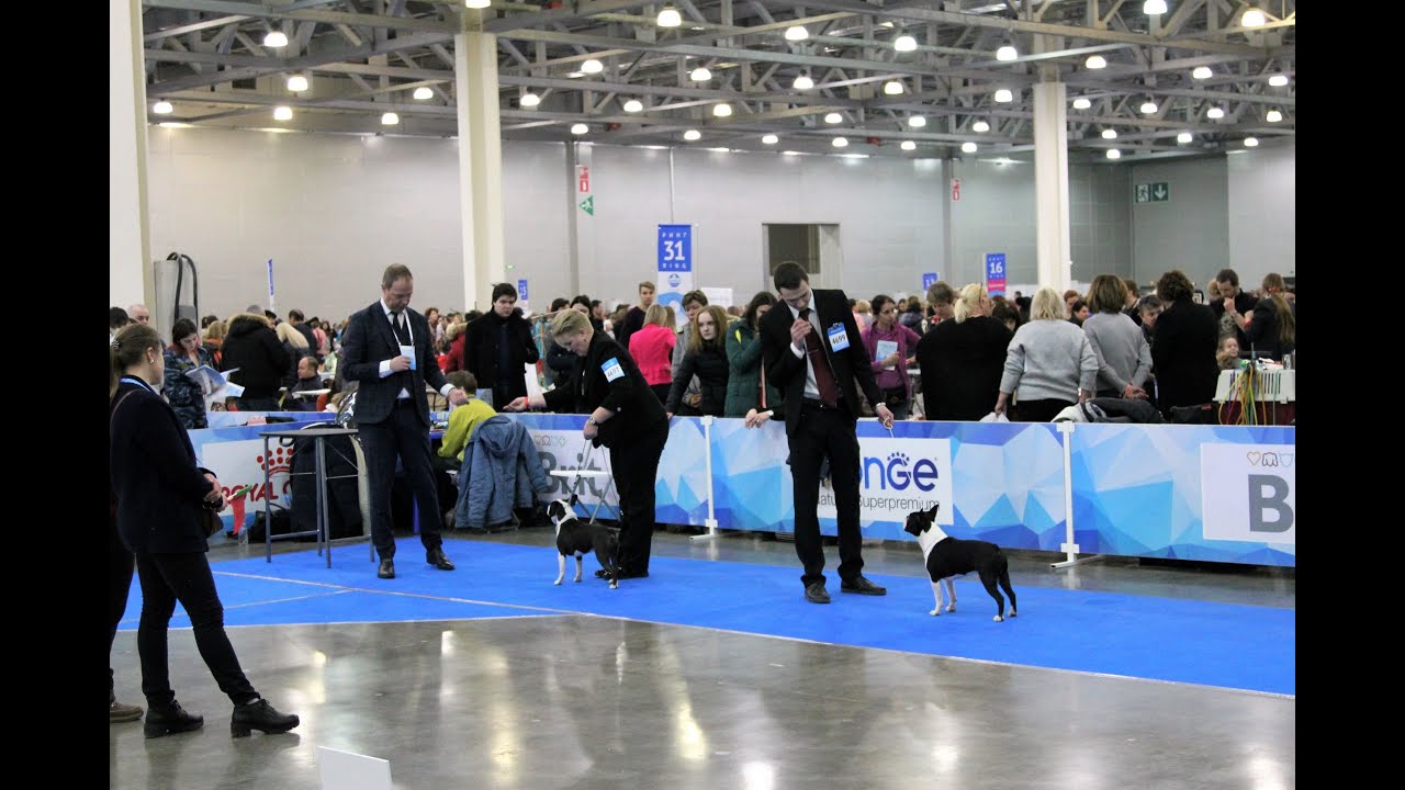 International Dog Show 