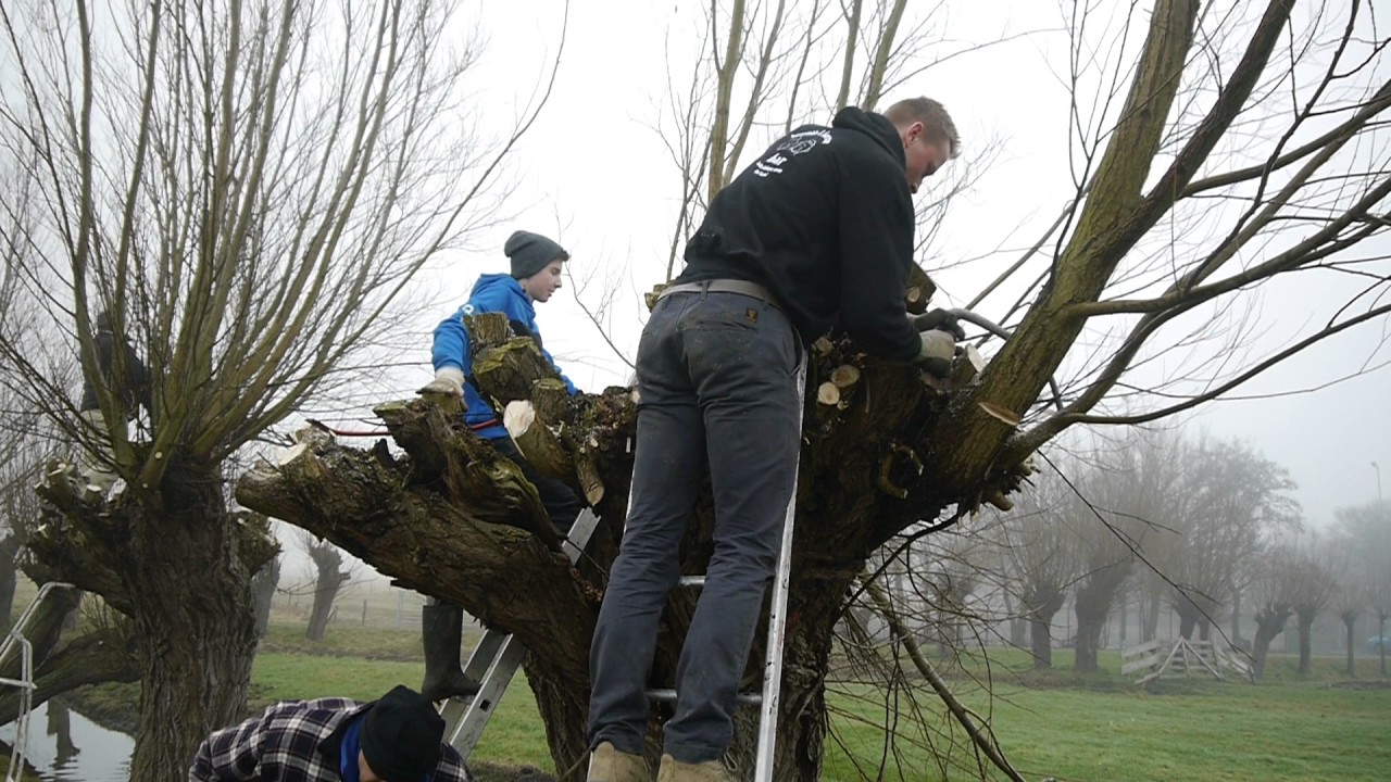 Wilgen Knotten!