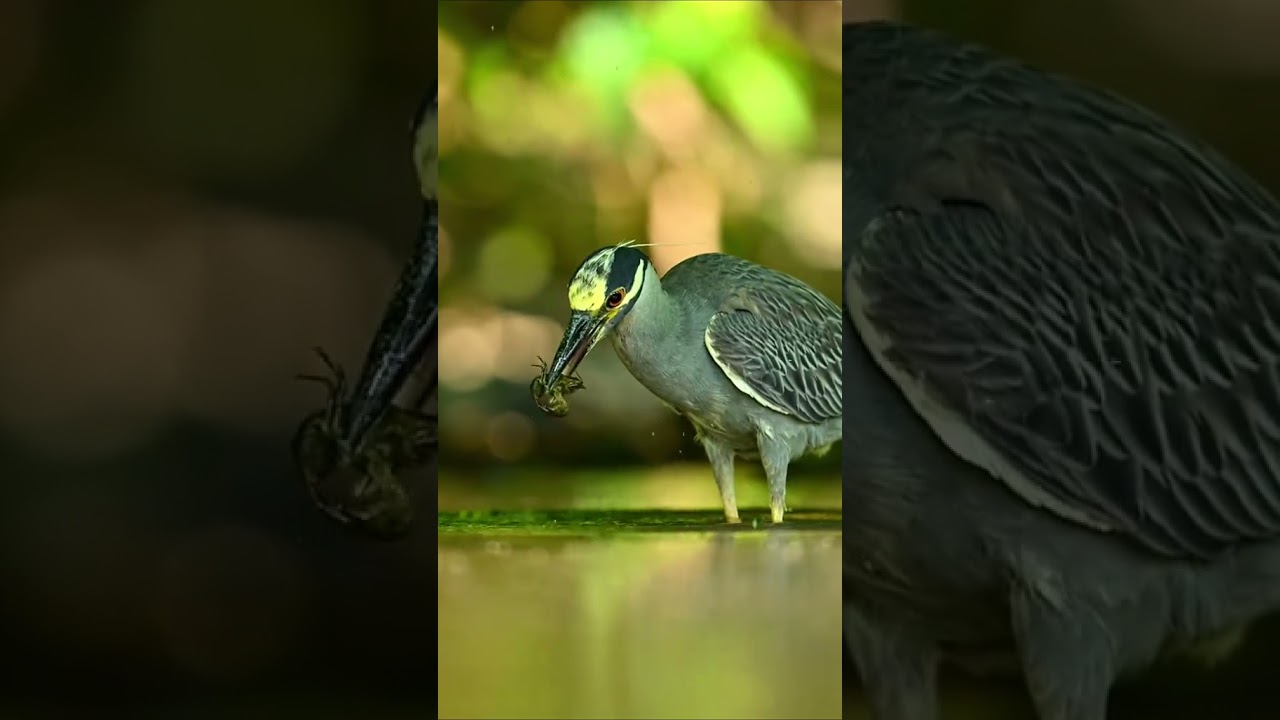 Catch a fish 🦩🦩 #fish #wildlife #junglejourney