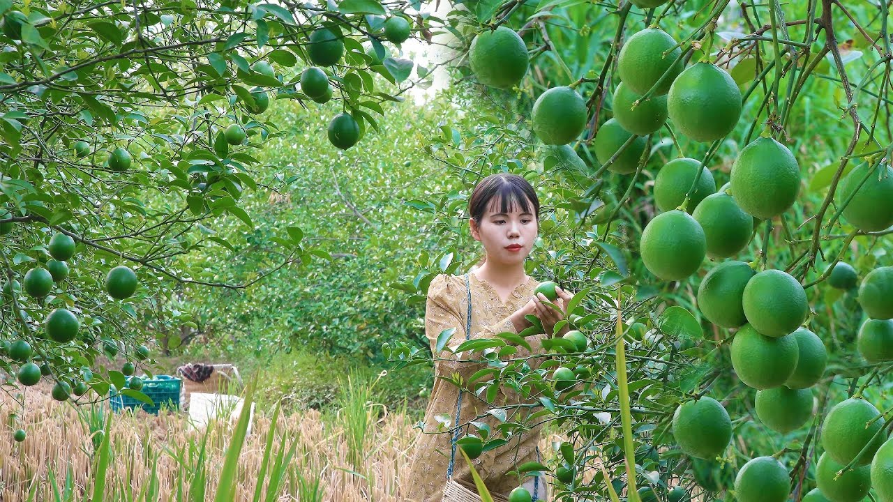 Tree full of  lemons, pick two baskets to make so many delicious food樹上掛滿了檸檬，摘兩筐就能做出很多美食丨Lizhangliu