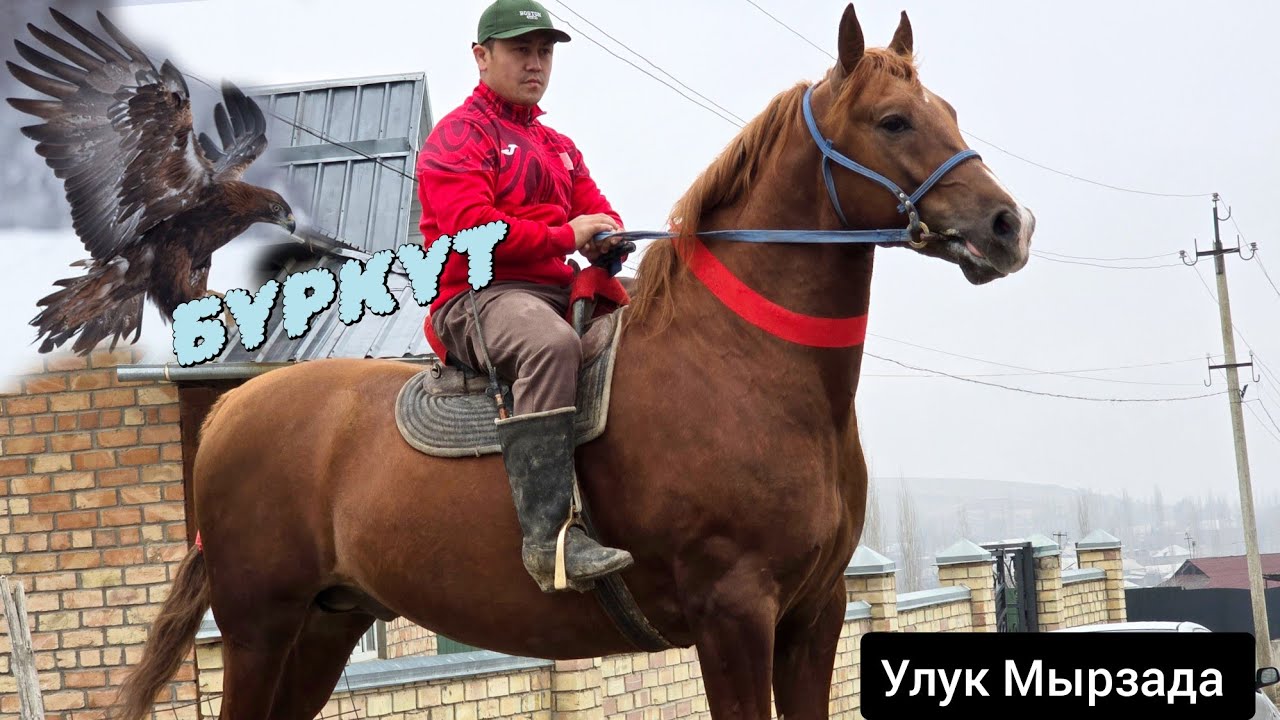 БҮРКҮТ   1.70 см  Дончак   Улук Мырзада 