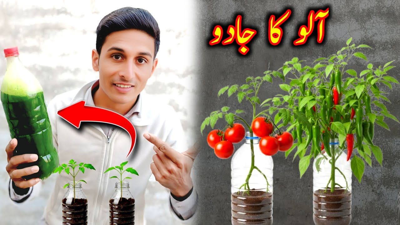 Don't Throw Potato Peels | Make Powerful Organic Fertilizer | Nawaz bhutta vlog