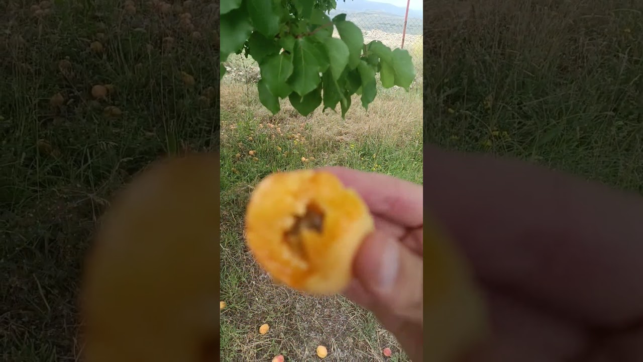 Apricot Stone