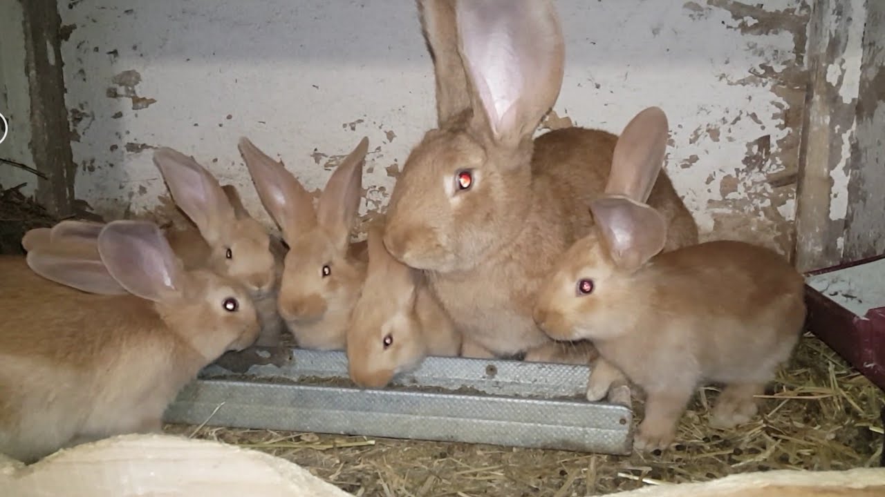 MiniFerma de iepuri uriasi german-Deutsche Riesenkaninchen. rabbits .Niemieckie gigantyczne króliki