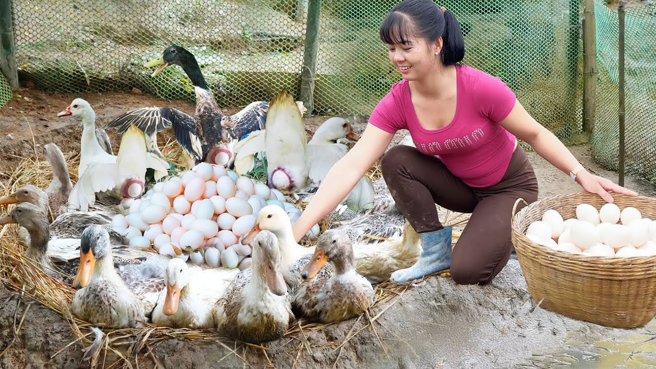 REWIND TIMELAPSE --288 Days Harvest A Lot Of Ducks Eggs, Chicken Eggs Go To Sell /Phương's Story