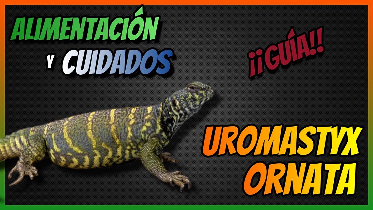 (Guía) UROMASTYX ORNATA 🦎 Lagarto de las Palmeras ► Alimentación y Cuidados 🦎 🦎 🦎