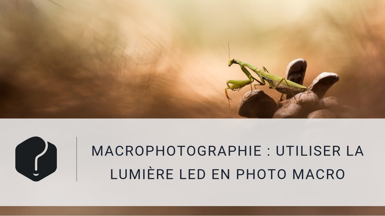 Macro photographie animale : les lampes LED