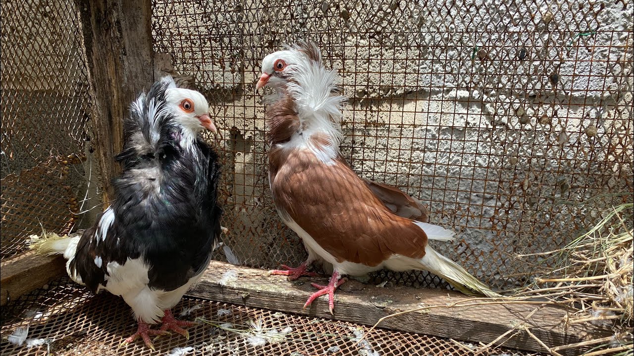 NUEVA CRIA PALOMAS CAPUCHINAS -cuello de leon
