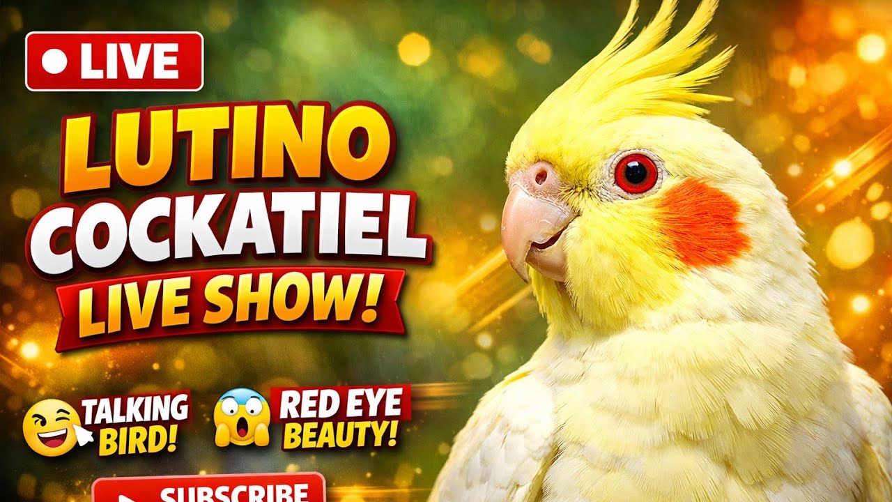 🔴 Live : Lutino Cockatiel Playing 🐦 Relaxing Bird Stream
