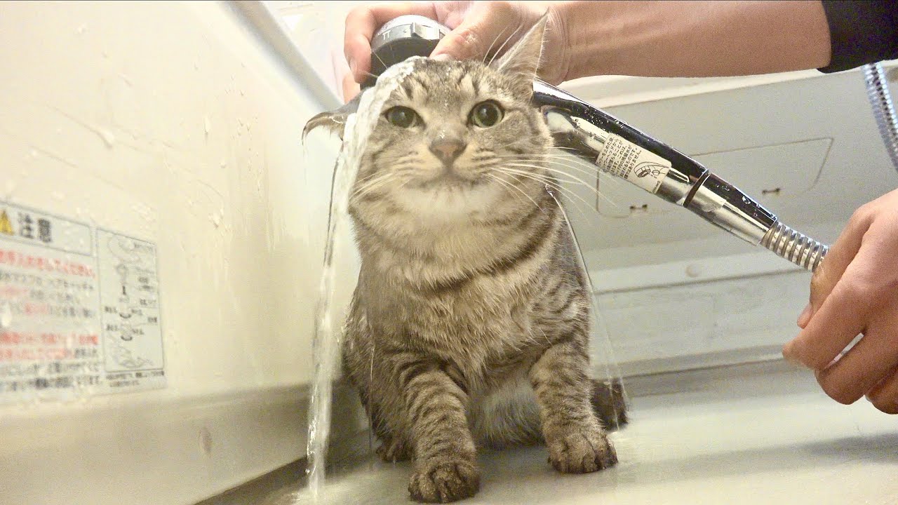 Кошки, которые любят шампунь.
