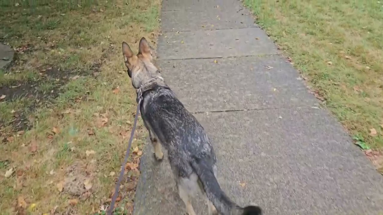 Cozy german shepherd walk