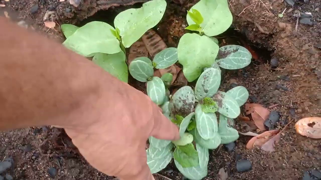 As chuvas no nordeste são muitas vejam as farturas que tá chegando pra nois nordestinos