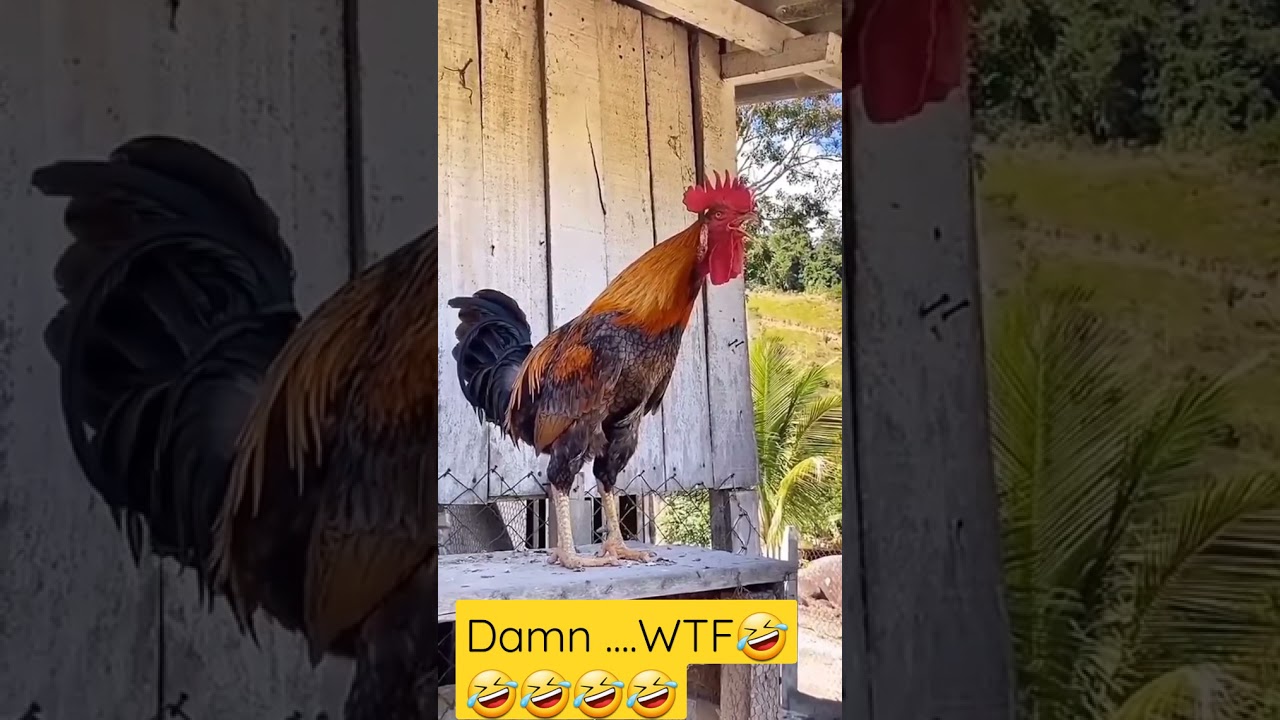 Rooster with the longest crow ever.