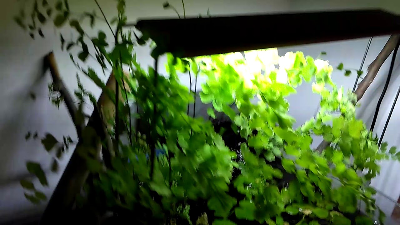 Maidenhair fern Nov 2017