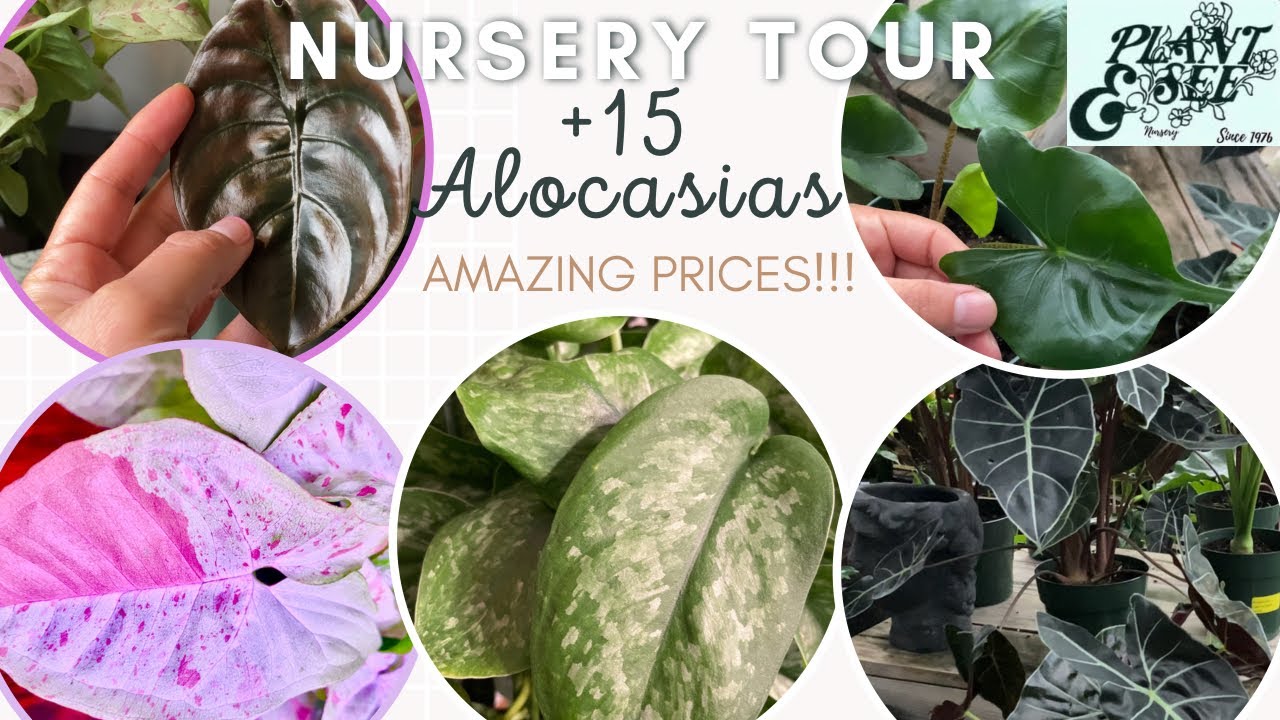Major local nursery restock! 🤩/&ldquo;Rare&rdquo; syngonium&rsquo;s, Scindapsus,Calethea&rsquo;s, & Alocasia&rsquo;s/Great Haul😁