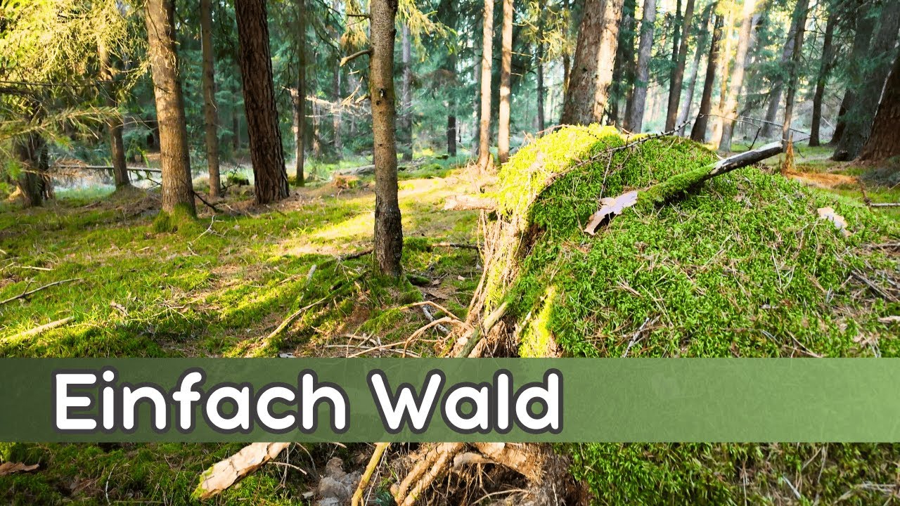 5 Minuten Wald. Kein Gerede. Kein Stress.