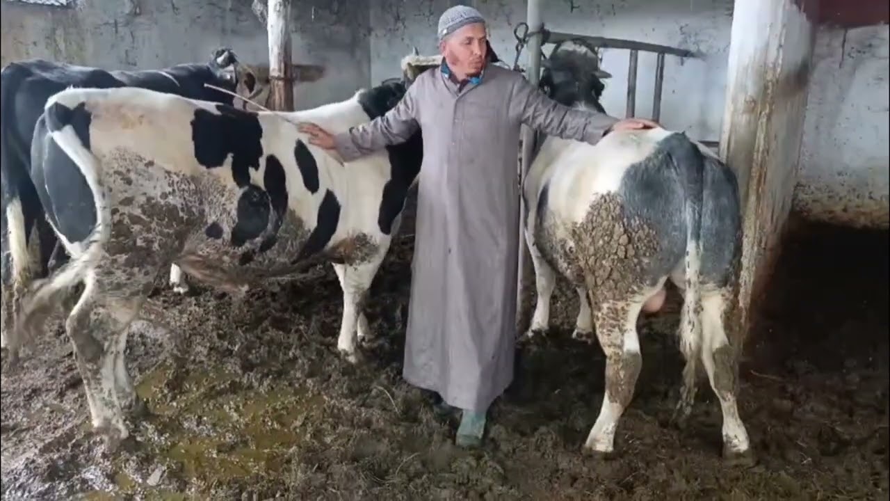 تباااارك الله💫 3 العجول ديال التسمين🌟 إتصل 06.54.09.31.23📞 ألو سي محسين نواحي الغرب🇲🇦 
