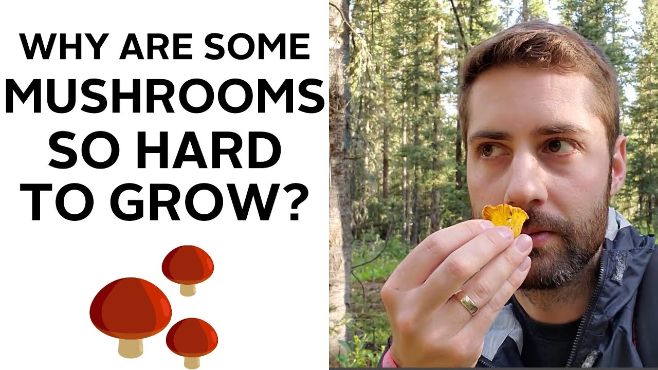 Некоторые грибы невозможно вырастить? Вот почему не все грибы можно культивировать.