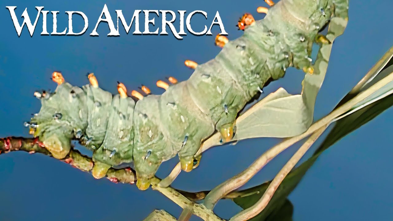 Wild America | S12 E2 Backyard Wildlife | Full Episode HD