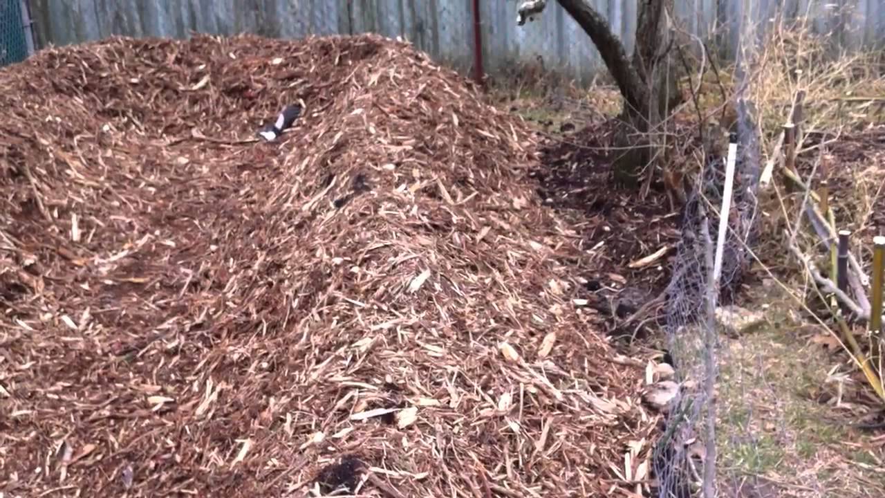 Organic gardening, Hugelkultur Beds completion and planting