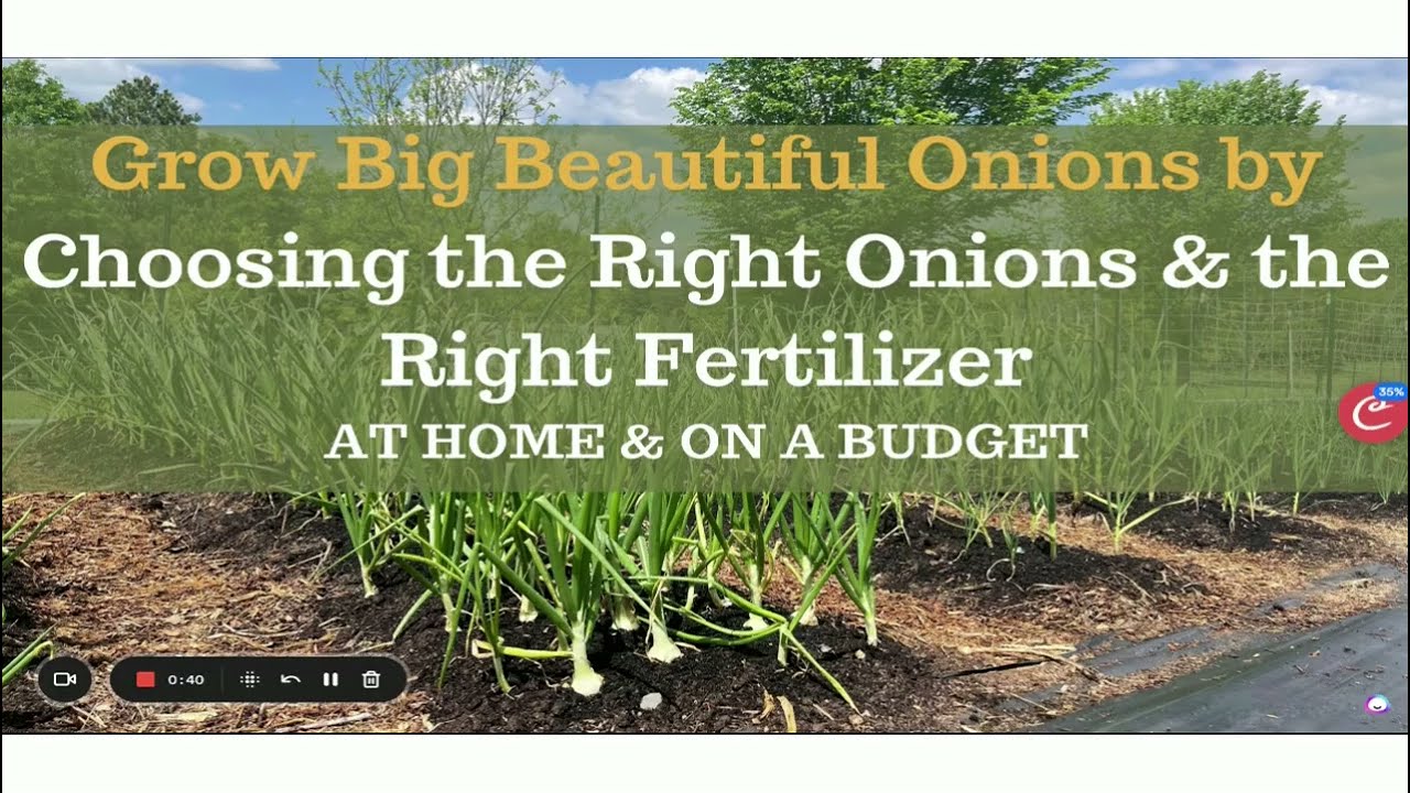 How To Choose the Right Fertilizer for Onions:  Big Beautiful Onions on a Budget!
