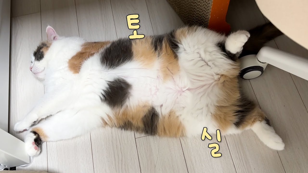 고양이를 확대하면 생기는 일