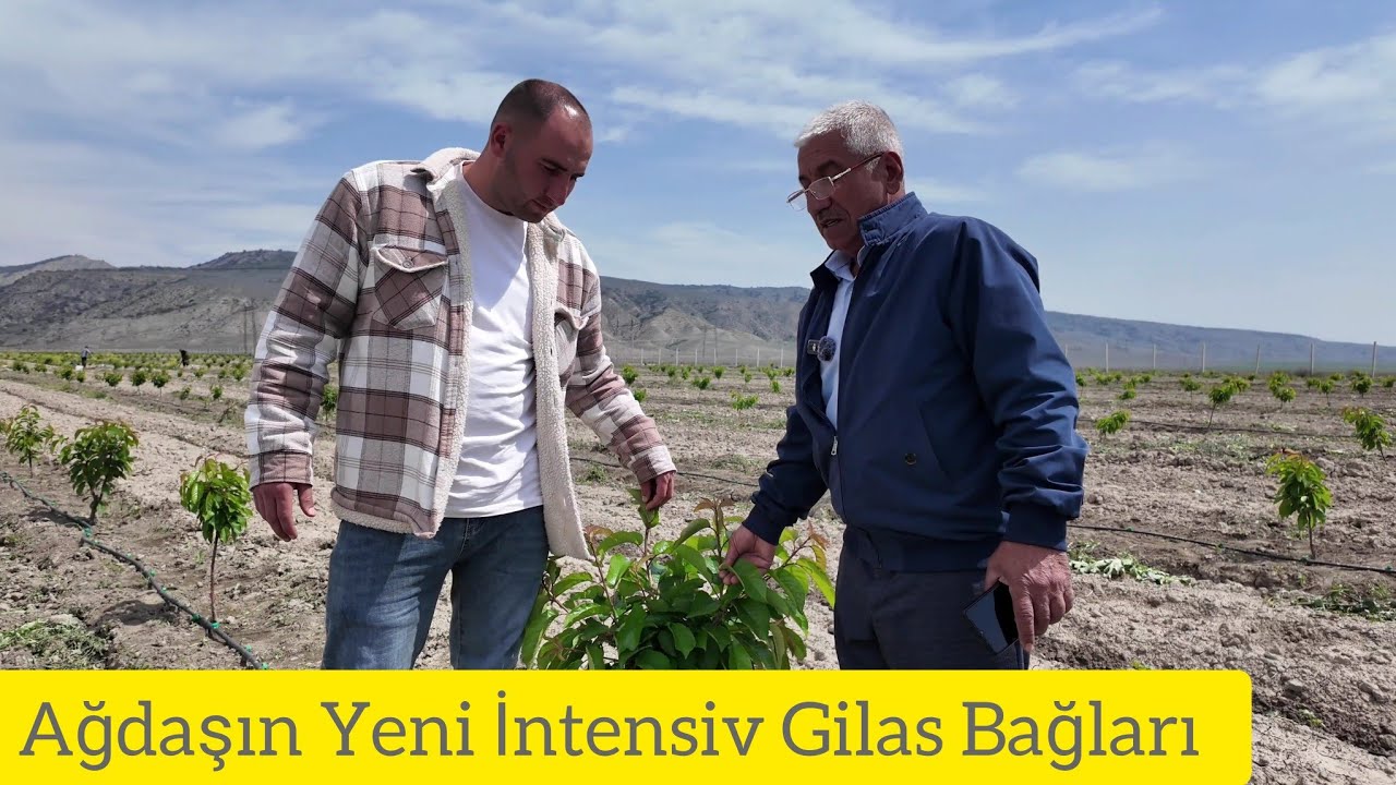 Ağdaş Gilas Bağları Maksima