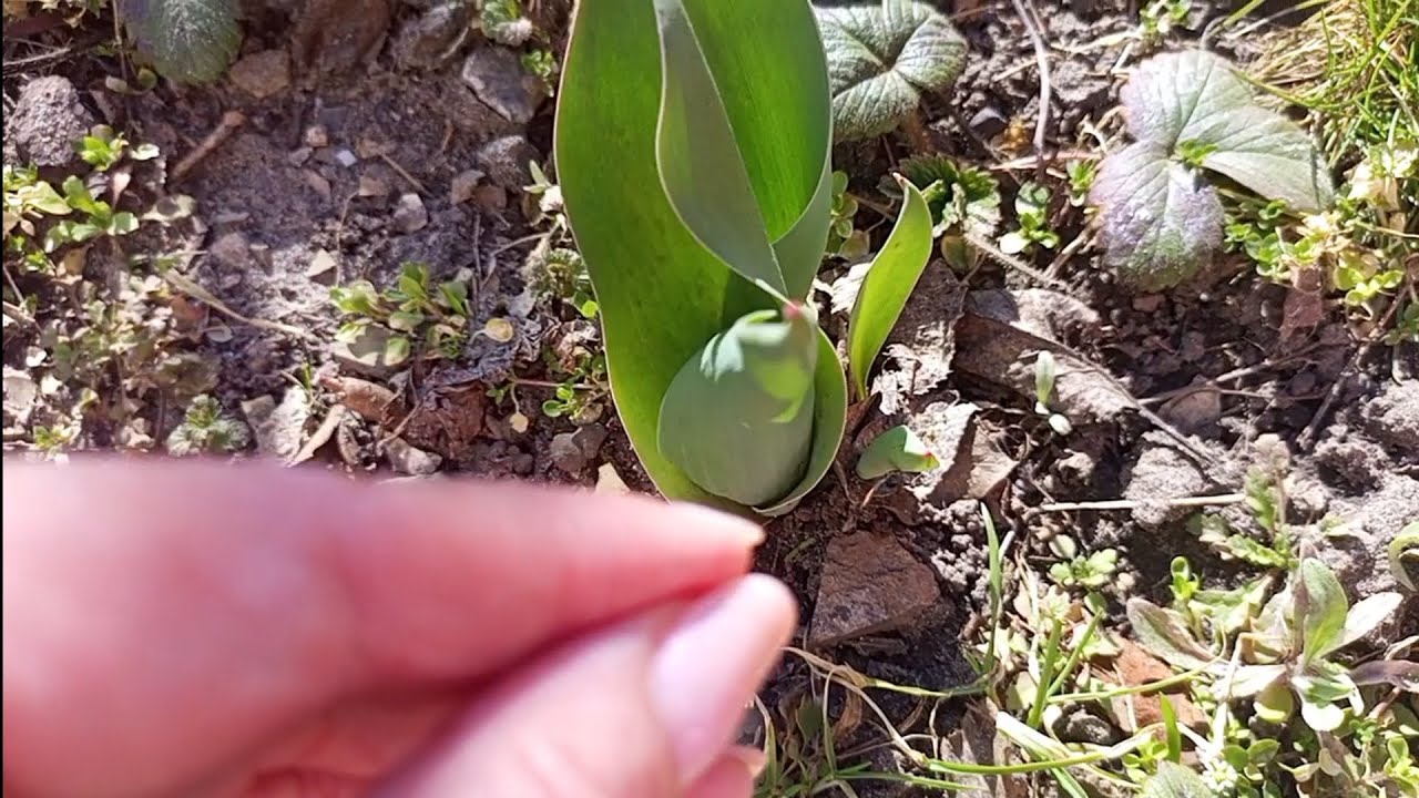 13.03.2026.СОЛНЫШКО ПРИГРЕЛО ☀️,и Я на ДАЧЕ ПОД ОКНОМ 👍❤🌺