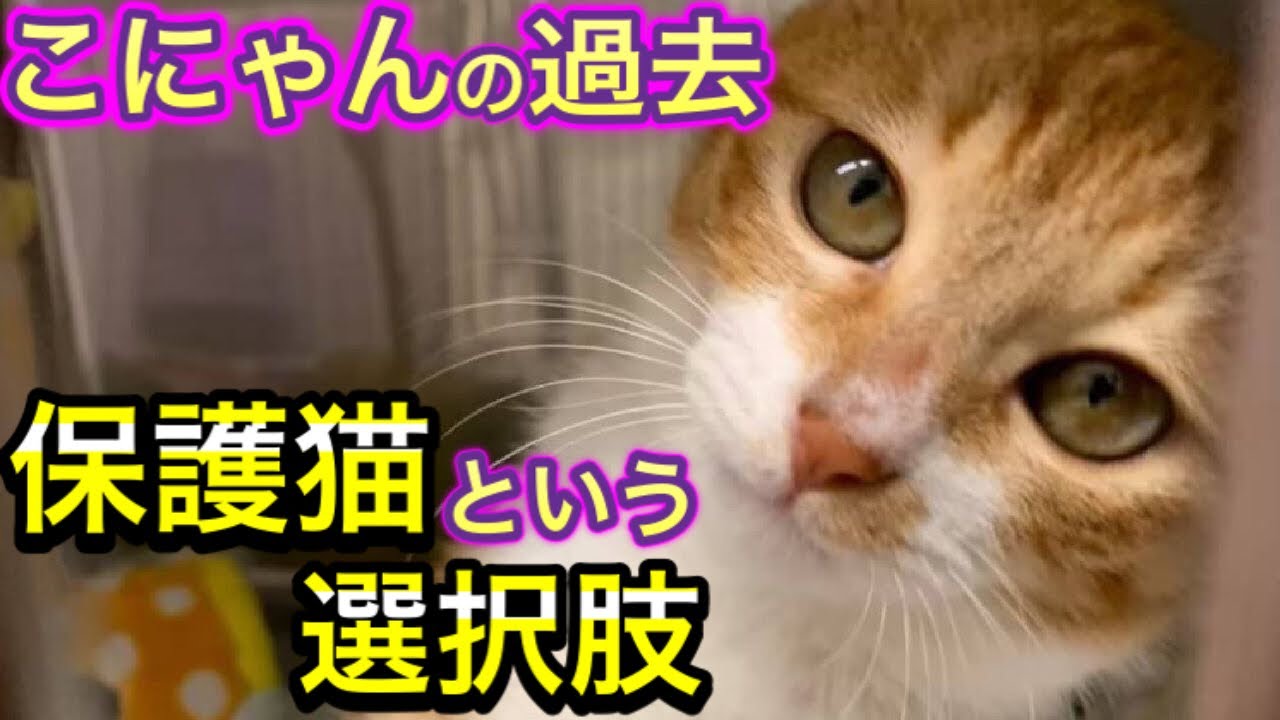 こにゃんの過去…保護猫を迎える場所や保護猫との向き合い方【猫を初めて迎える方に】