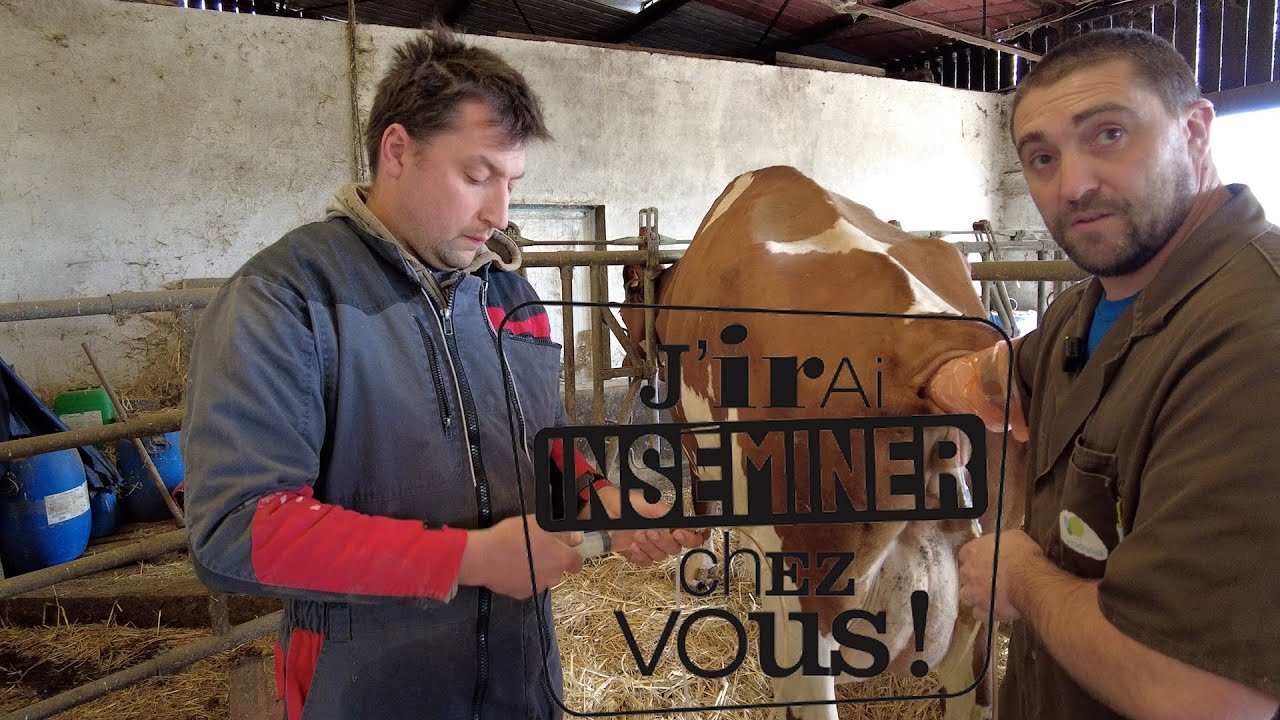 J'IRAI INSÉMINER CHEZ VOUS #5 - Le transfert embryonnaire ( Partie 1)