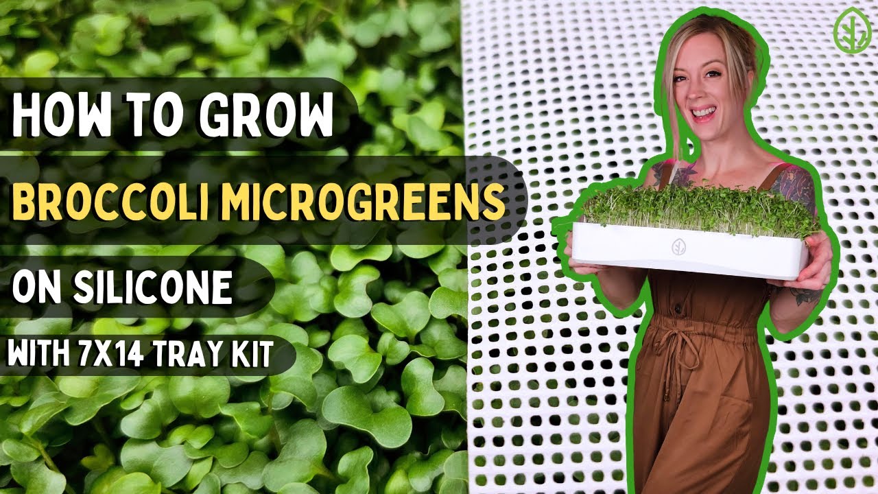 Grow Broccoli Microgreens Without Soil | 7x14 Silicone Tray Kit Tutorial