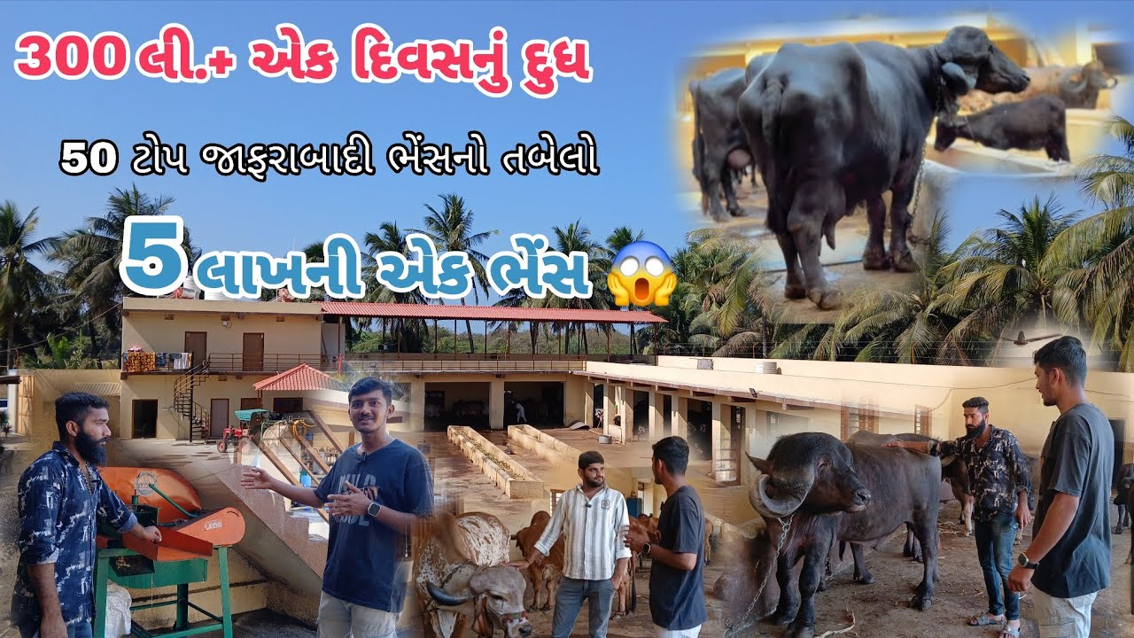 1 કરોડનો તબેલાનો પ્લાન 50 ટોપ જાફરાબાદી ભેંસનો તબેલો...