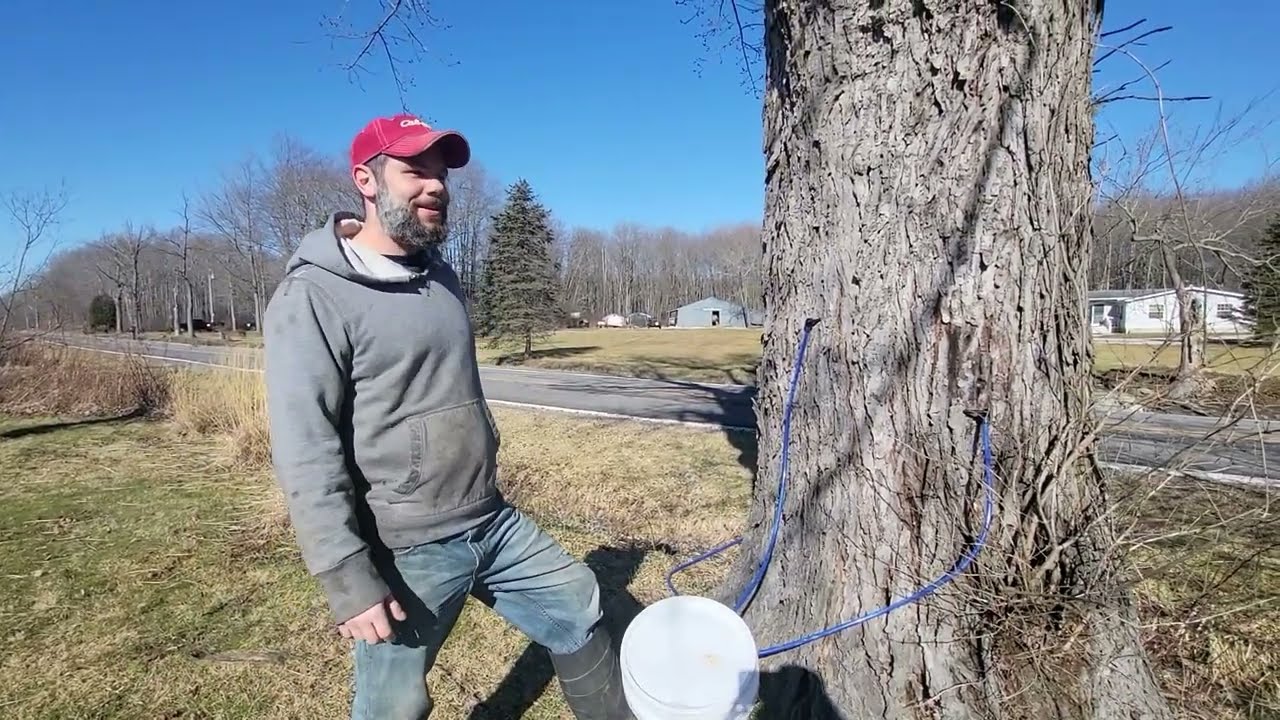 Making Maple Syrup in Ohio