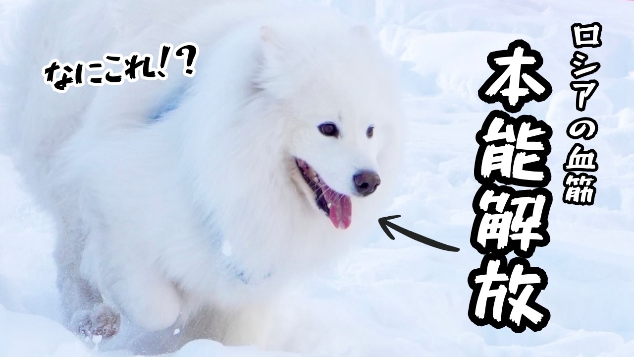 初めての雪山でサモエドが本能を解放する瞬間がこちらです！