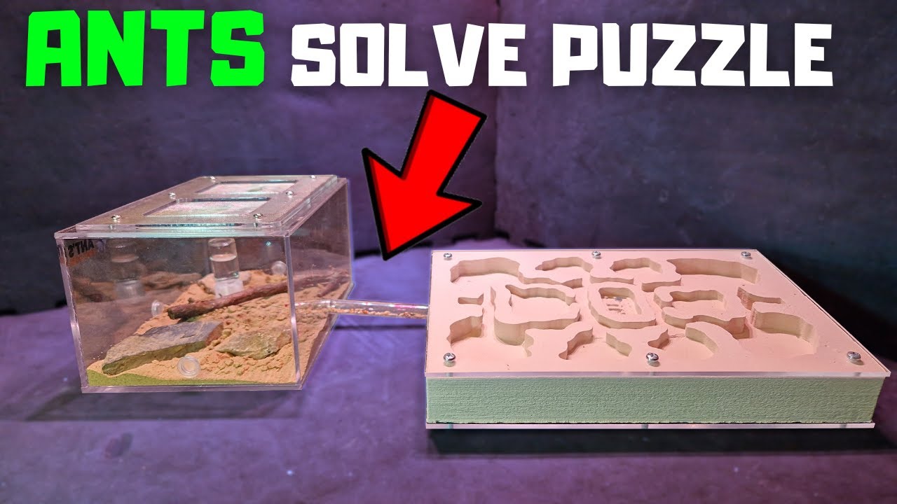 My new ant farm (with queen) is the smartest ever...