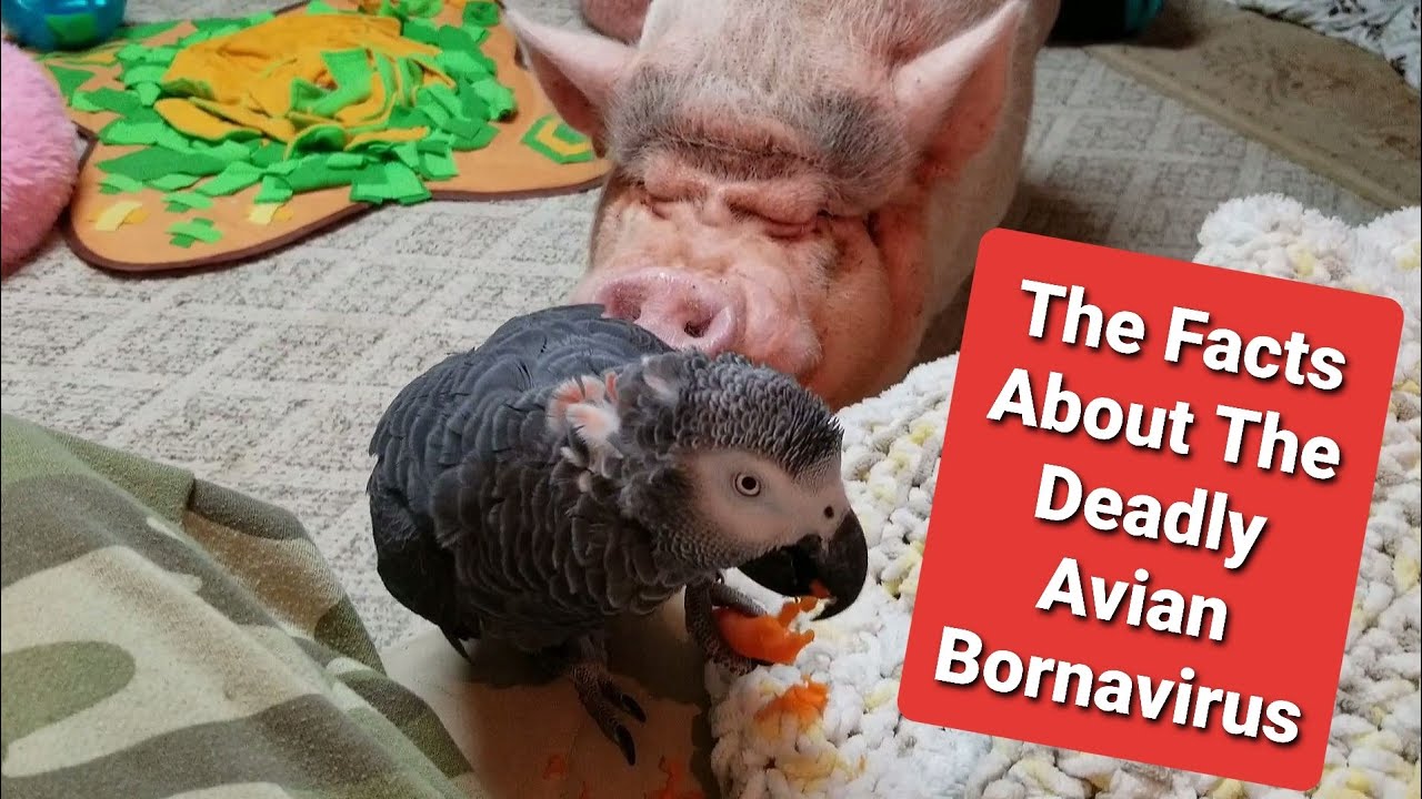 The TRUTH About The Avian Bornavirus | Sammy The Mini Pig And The Zoo Crew