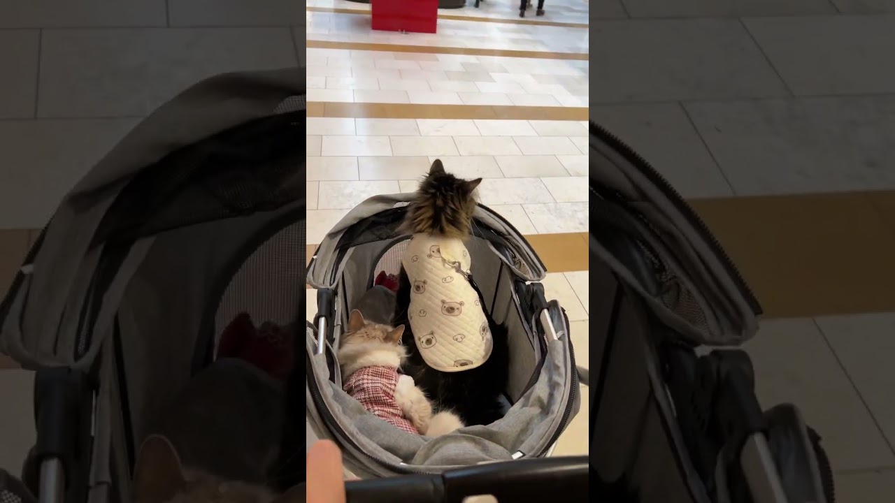 Stroller Cats at the Mall! | Day After Christmas #cat #pets #vlog #christmas #public #shopping