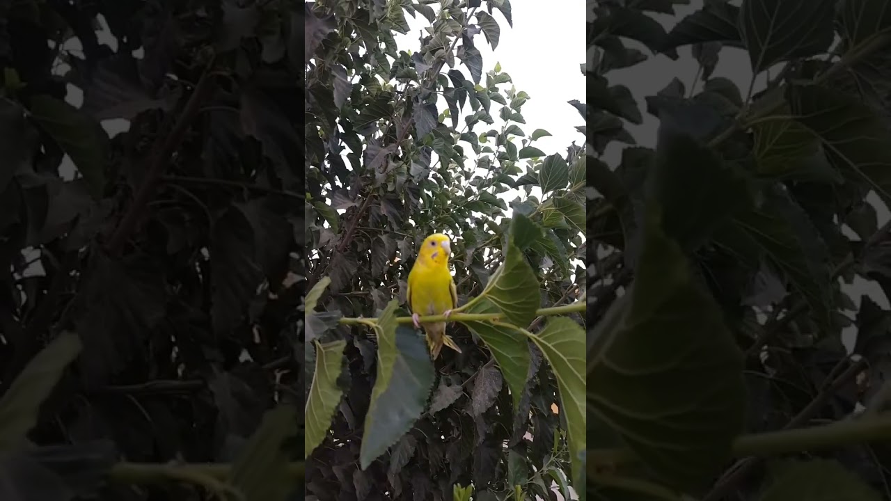 #youtubeshorts #nature #birds_captures