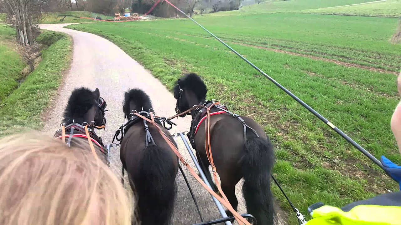 Der Immenhof lebt!
